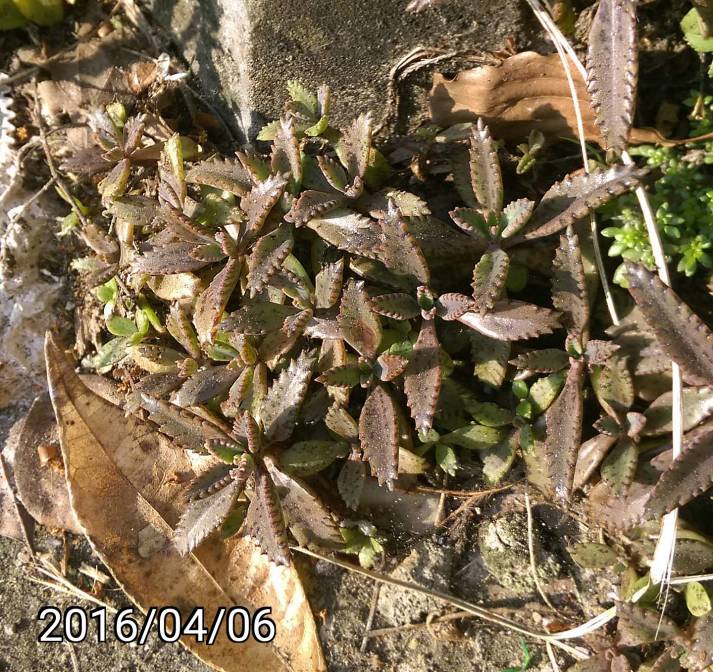 小寬葉不死鳥的幼苗 seedling of Bryophyllum, mother of thousands, mother of millions, and devil's backbone.